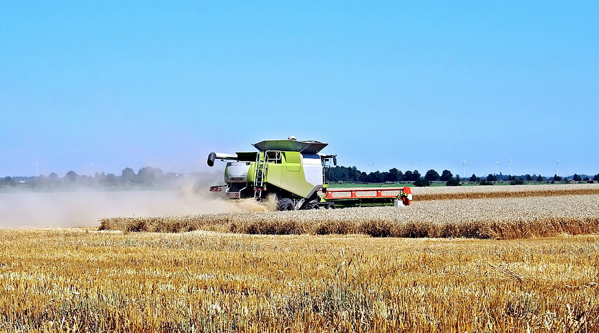 Green combine harvester harvesting wheat field