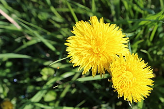 Close-up of bright yellow dandelions in green grass