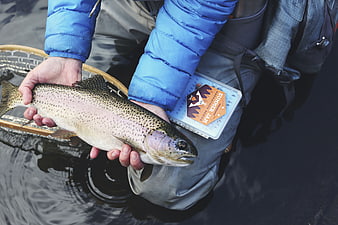 Fly fisherman holding rainbow trout in waders
