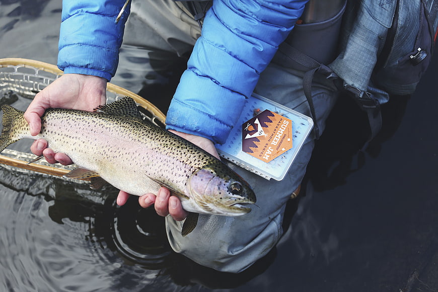 Fly fisherman holding rainbow trout in waders