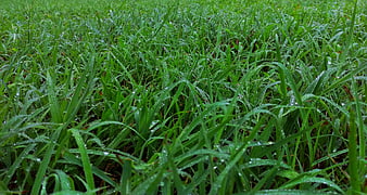 Close-up of lush green grass with morning dew drops