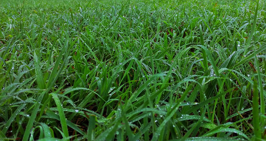 Close-up of lush green grass with morning dew drops