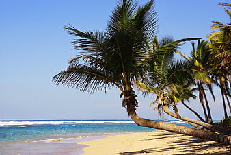 Tropical Beach with Palm Trees and Blue Ocean