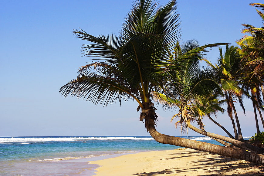 Tropical Beach with Palm Trees and Blue Ocean
