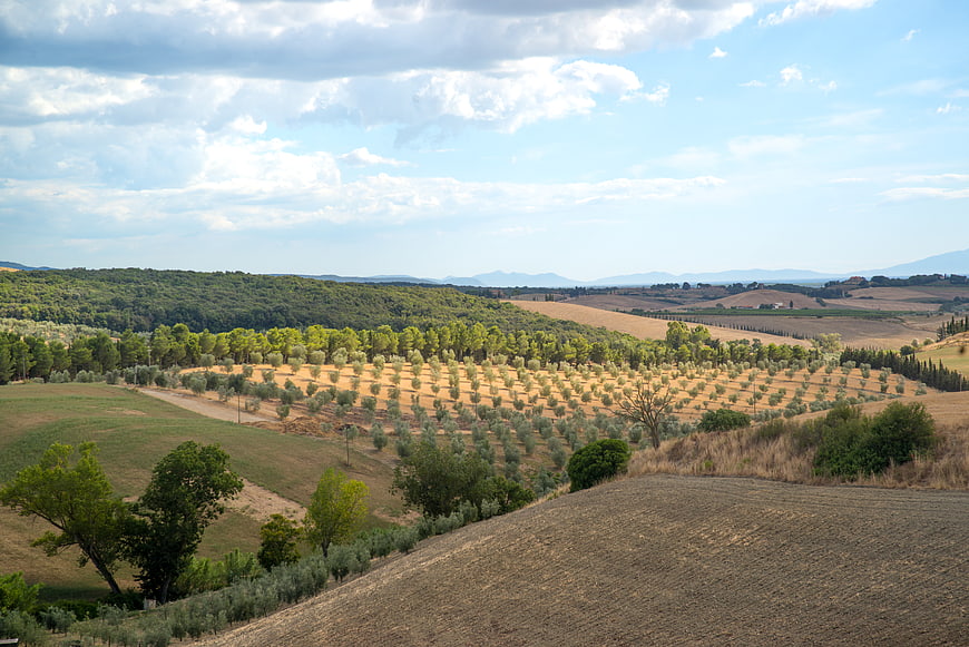Rolling Tuscan Hills with Olive Groves and Blue Sky