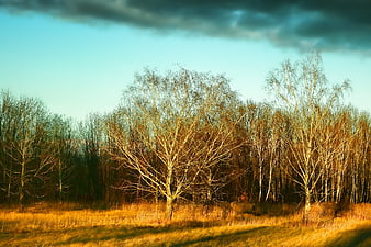 Golden sunset light on bare birch trees in a field