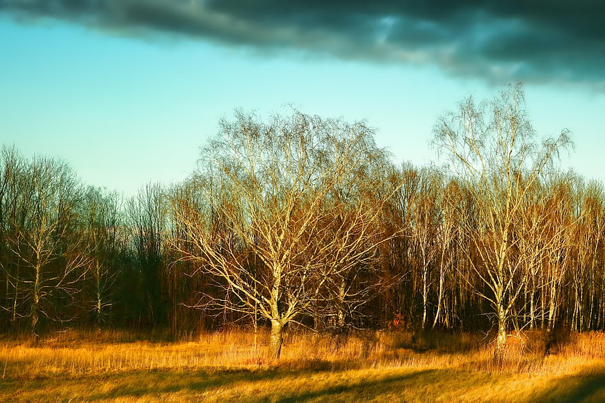 Golden sunset light on bare birch trees in a field