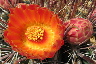 Vibrant Orange Cactus Flower Close-Up with Spines