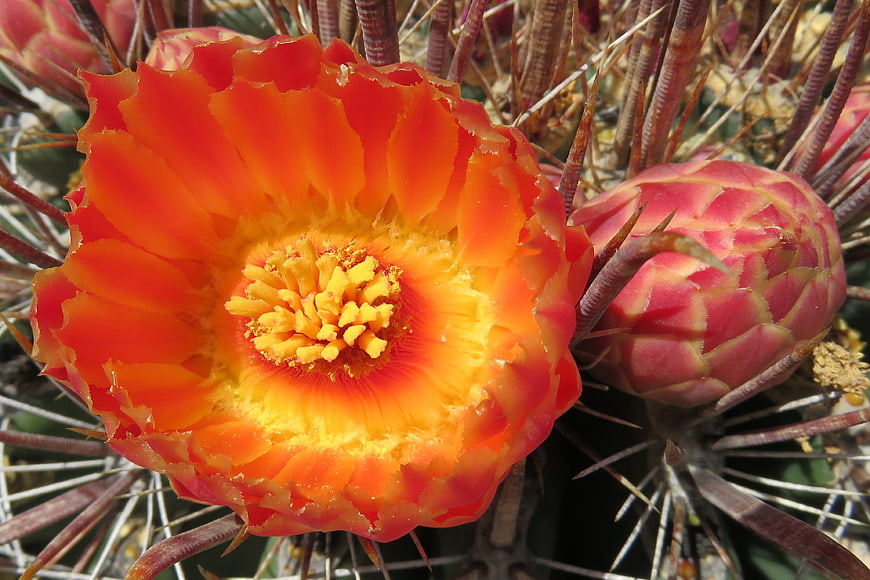 Vibrant Orange Cactus Flower Close-Up with Spines