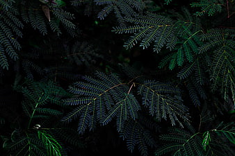 Dark Green Fern Leaves Pattern Background