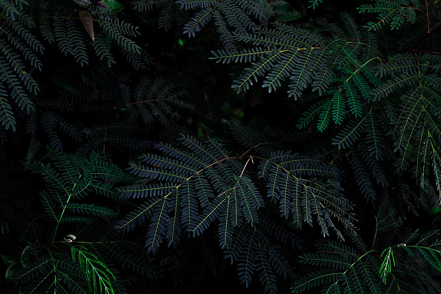 Dark Green Fern Leaves Pattern Background