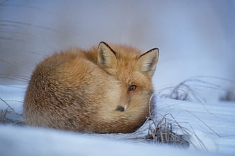 Red fox curled up in snow during winter