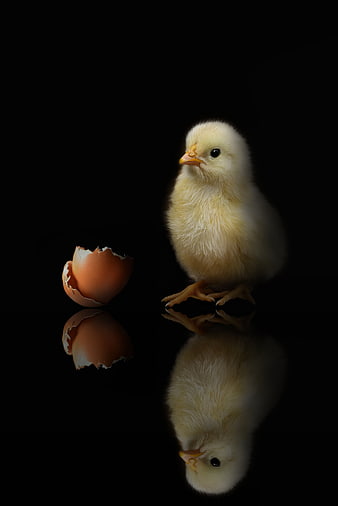 Yellow Chick Standing Next To Broken Egg Shell On Black Background