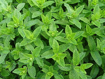 Fresh Green Mint Leaves Close-Up Texture