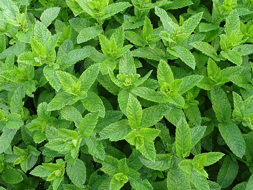 Fresh Green Mint Leaves Close-Up Texture