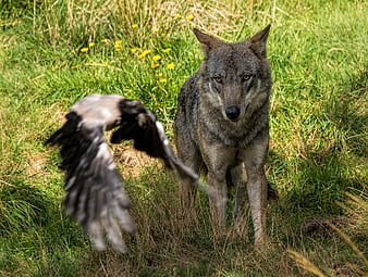 Gray Wolf Standing in Grass with Flying Bird Wing