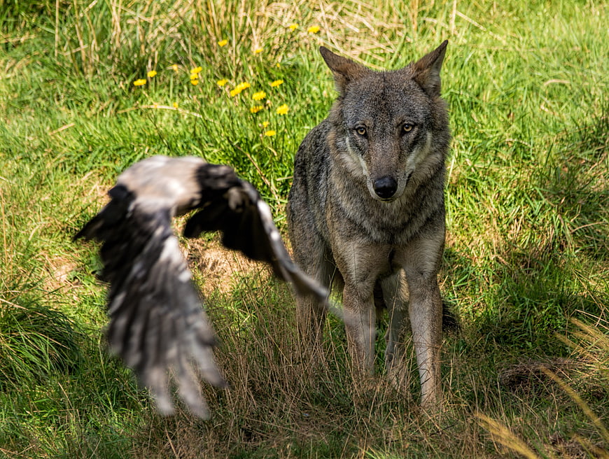 Gray Wolf Standing in Grass with Flying Bird Wing
