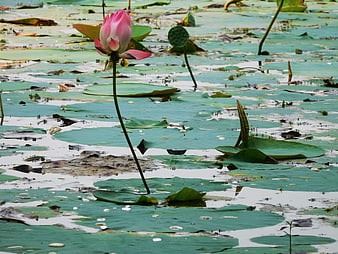 Pink lotus flower blooming in a green pond
