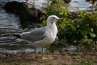 Seagull Standing on Shoreline Near Water