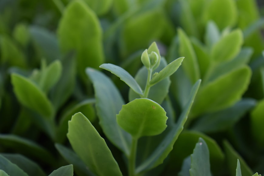 Close-up of fresh green succulent leaves with blurred background