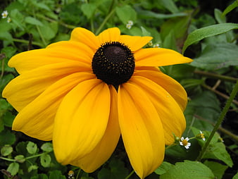Close-up of a vibrant yellow Black-eyed Susan flower