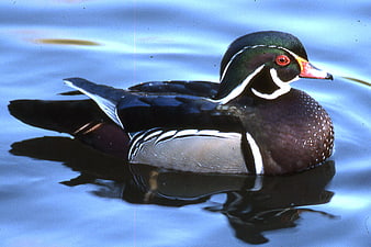 Male Wood Duck Swimming in Blue Water
