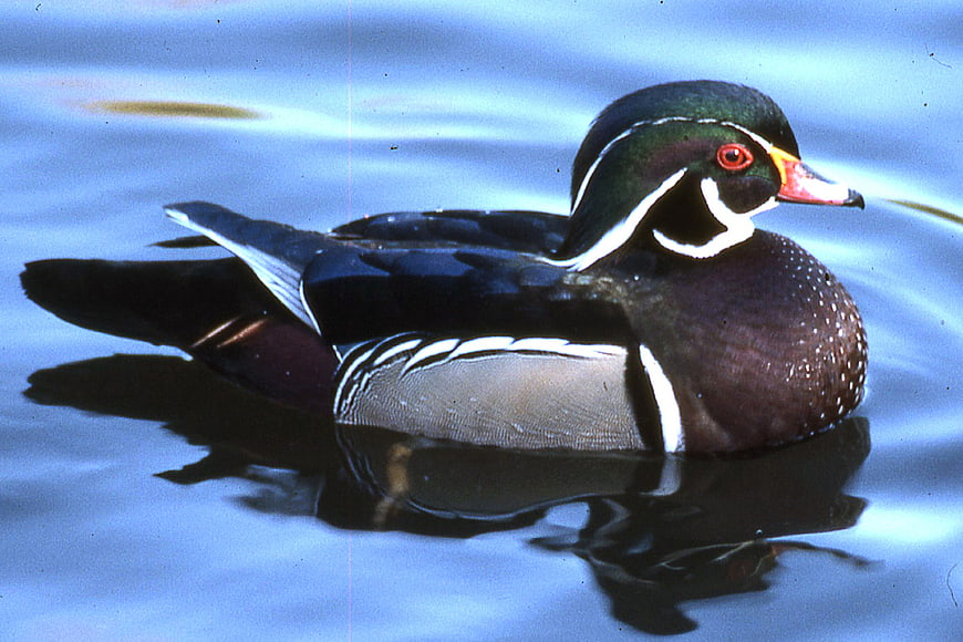 Male Wood Duck Swimming in Blue Water