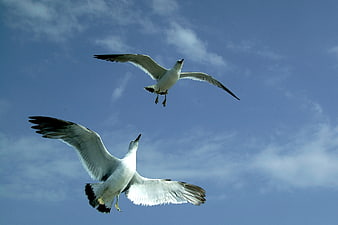 Two Seagulls Flying Against Blue Sky With Clouds