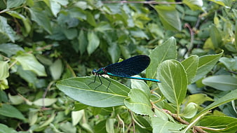 Blue Demoiselle Dragonfly on Green Leaf