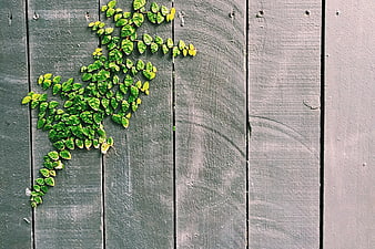 Green Ivy Leaves on Weathered Gray Wooden Fence Background