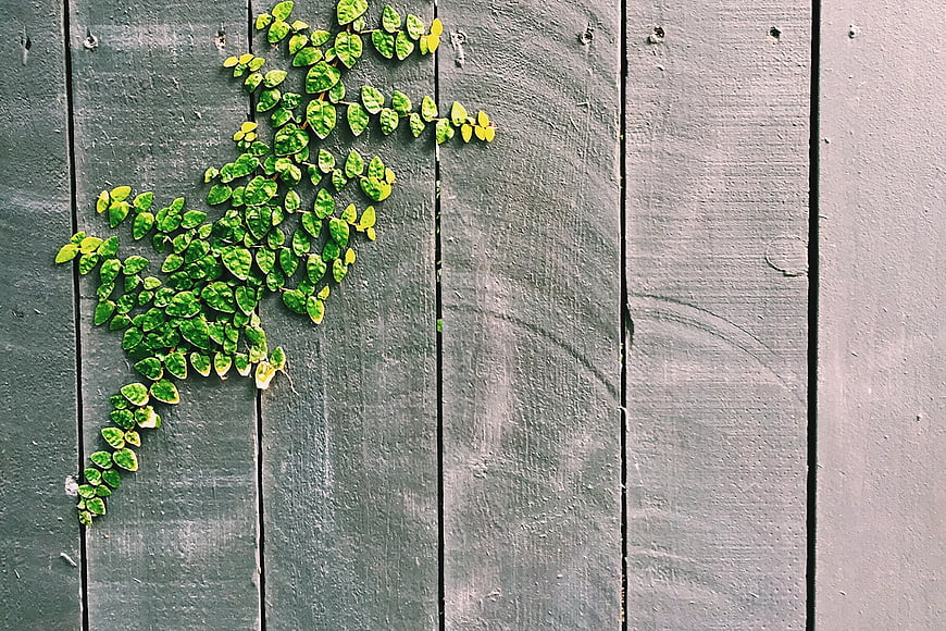 Green Ivy Leaves on Weathered Gray Wooden Fence Background