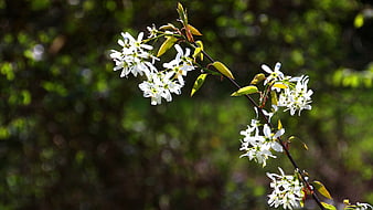 White Spring Blossoms on a Branch Against Green Background