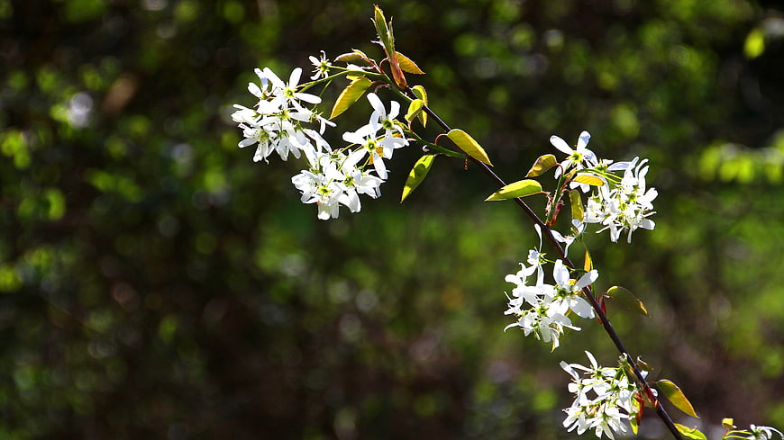 White Spring Blossoms on a Branch Against Green Background