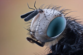 Macro Close-Up of a Fly Head with Green Compound Eye