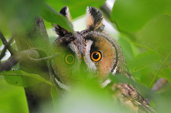 Close-up of a Long-eared Owl Hiding in Green Leaves