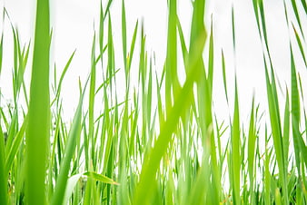 Close-up of vibrant green grass blades against a bright white background