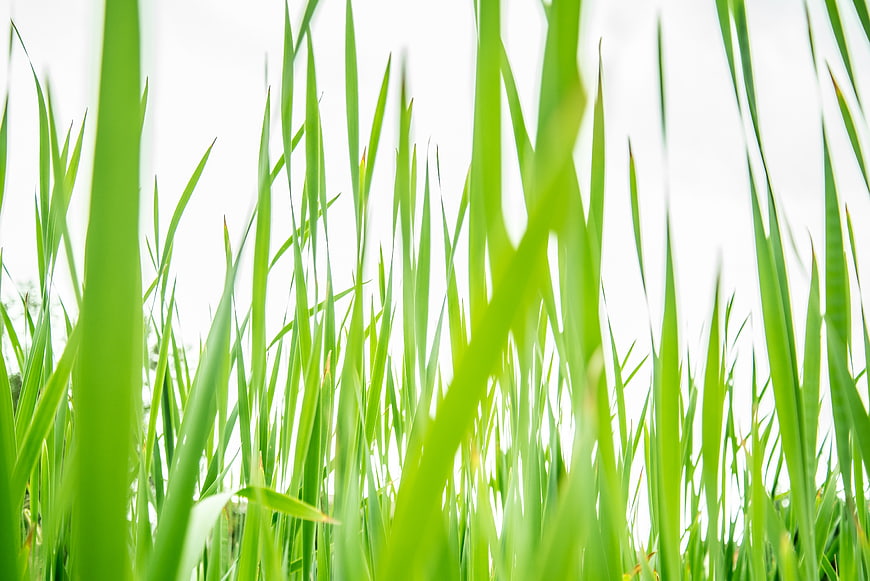 Close-up of vibrant green grass blades against a bright white background