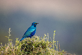 Vibrant Blue Starling Perched on Green Bush
