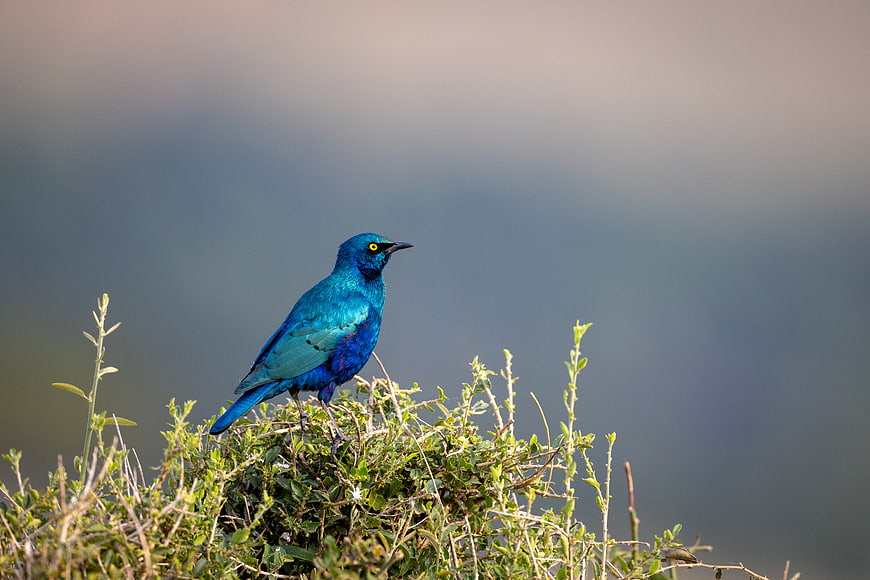 Vibrant Blue Starling Perched on Green Bush