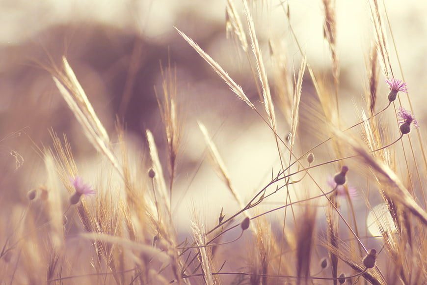 Soft Focus Wildflowers and Dry Grass in Golden Light
