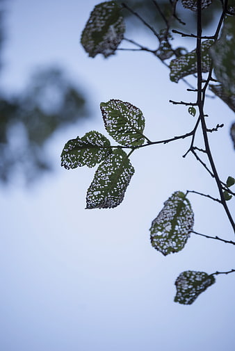 Snow-covered leaves on a branch against a blue sky