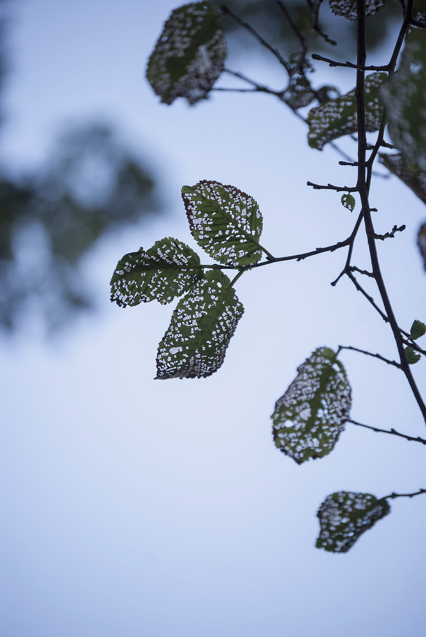Snow-covered leaves on a branch against a blue sky