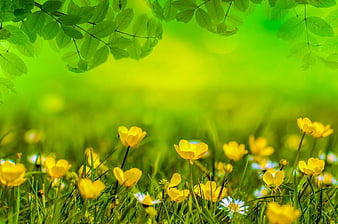 Vibrant Yellow Buttercups in Green Spring Meadow