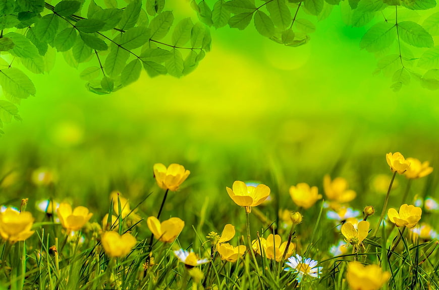 Vibrant Yellow Buttercups in Green Spring Meadow