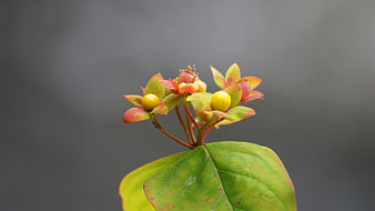 Close-up of vibrant yellow and red flower buds on green leaf