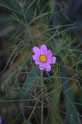 Pink Cosmos Flower Close-Up with Green Foliage