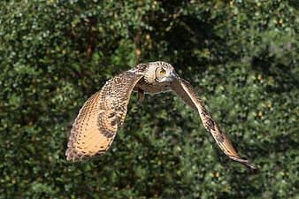 Short-eared Owl Flying in Flight Against Green Background