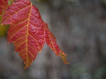 Close-up of Red Autumn Leaf with Blurred Background