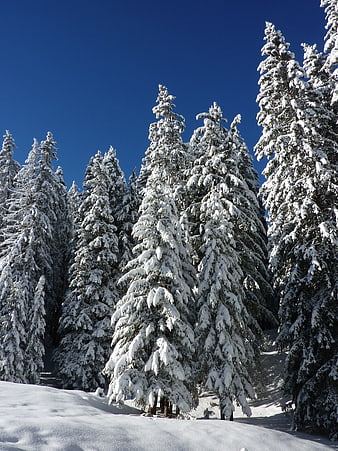 Snow-Covered Pine Trees in Winter Forest