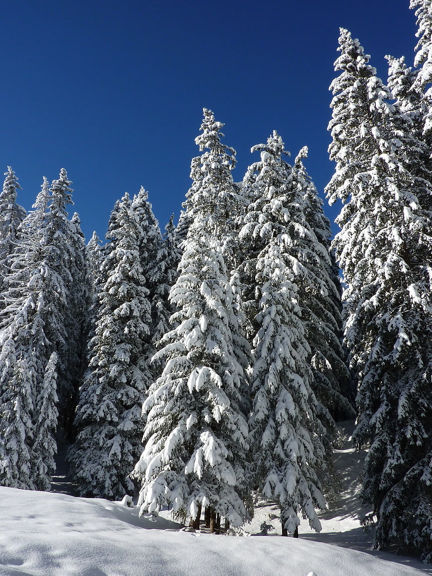 Snow-Covered Pine Trees in Winter Forest
